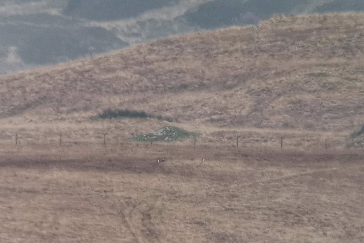 saloplarus's tweet photo. Black Grouse lekking at 2mls range at 10am on the #wintersolstice. If only "dawn" was this late in spring 🥴 #laterisers #surveyorproblems https://t.co/WU89C0Xwuh