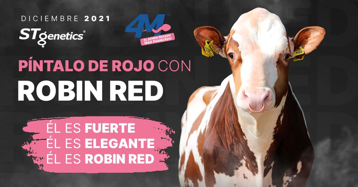 STgenetics's tweet photo. Él es fuerte, es elegante, es ROBIN RED de STgenetics: Equilibrio, Fortaleza y Tipo en un paquete completo y destinado a ser muy popular a nivel mundial.
STgenetics #RojoYBlanco # 4M #ROBINRED #PruebaDiciembre #ProofWeek #HolsteinUSA #CatálogoGenético https://t.co/u0SUJSWSoC