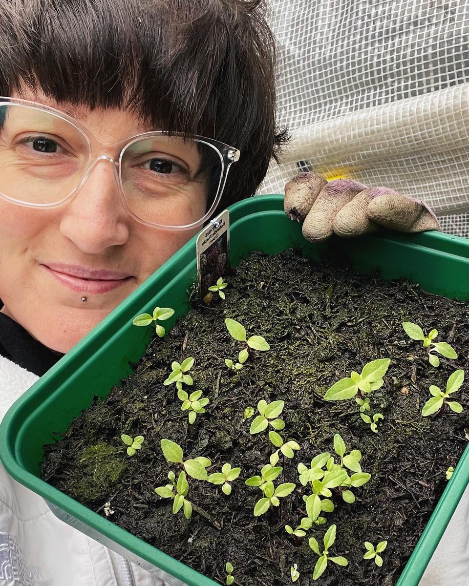 Abis_snaps's tweet photo. Dianthus seedlings and other hardy perennials doing wonderful, overwintering in the flimsy 💚 #GardeningTwitter #gardening #seedling #shegrows #allotment #allotmenteer #girlswhogarden https://t.co/Qa6YC8P4zF