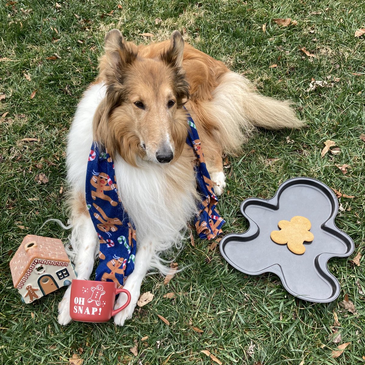 Oh snap! 👩‍🍳 I think mommy over baked the #gingerbreadman and he shrunk.  

#HoneyIshrunkTheKids #ohsnap #gingerbreadcookies #christmascountdown #roughcollie