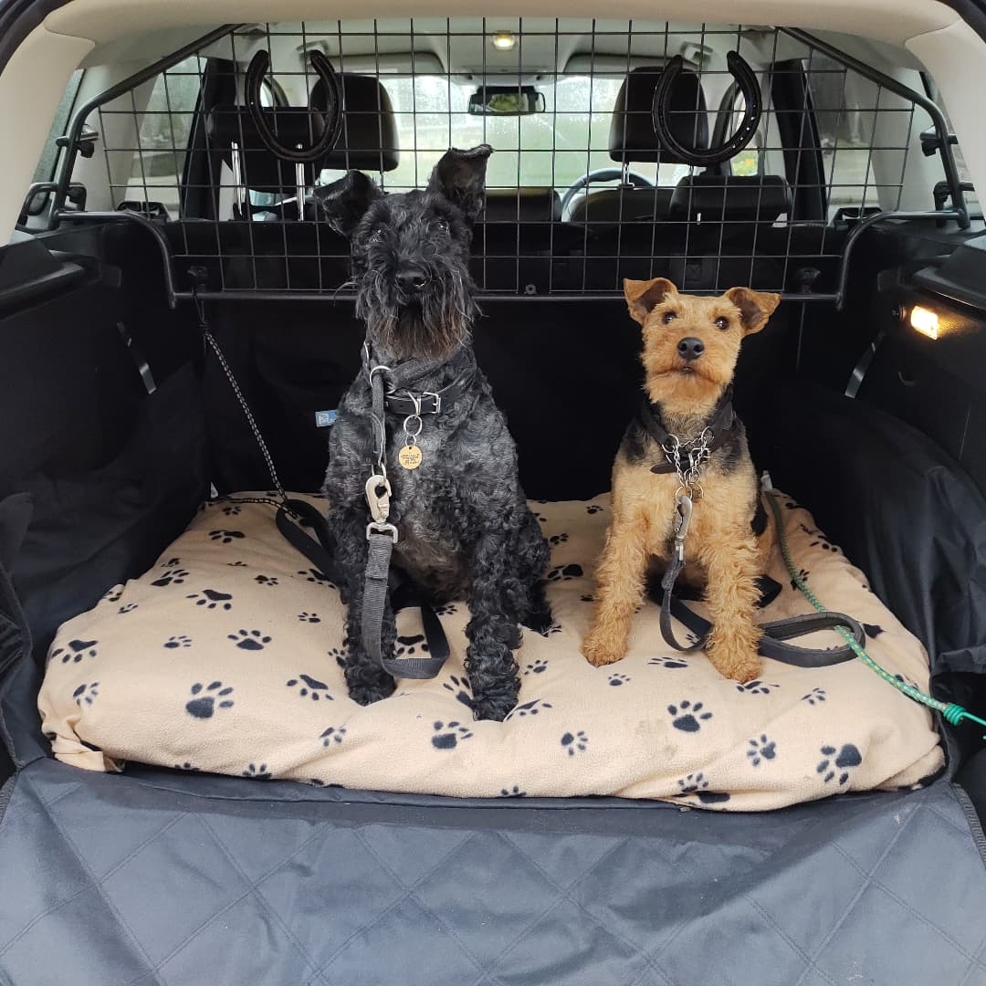 MadamSpook's tweet photo. Hector: Dad gave us a fitting in Mum's new car ..  makes a change from wearing Stoopid Xmas hats eh Pip ! 
I see Missie's and Jester's horse shoes are attached to our travel guard again ... 
#kerryblueterriers
#welshterriers
#terriers
#fordkuga
#horseshoes https://t.co/XQF59fWggy