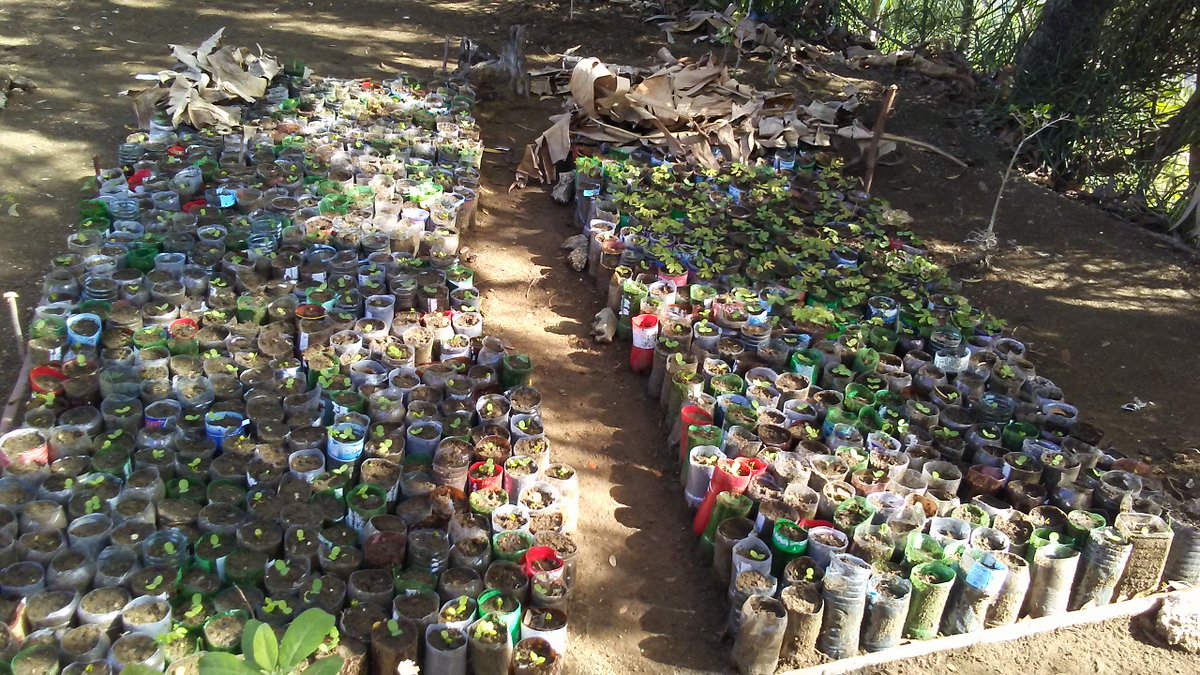 HaitiReforest's tweet photo. #SeedlingSunday
Using plastic bottles easily found discarded on roadsides to plant seeds. Just cut off necks, fill with dirt. One hitch: mango seeds don't fit. But the rest do. https://t.co/Df9vwol5iv