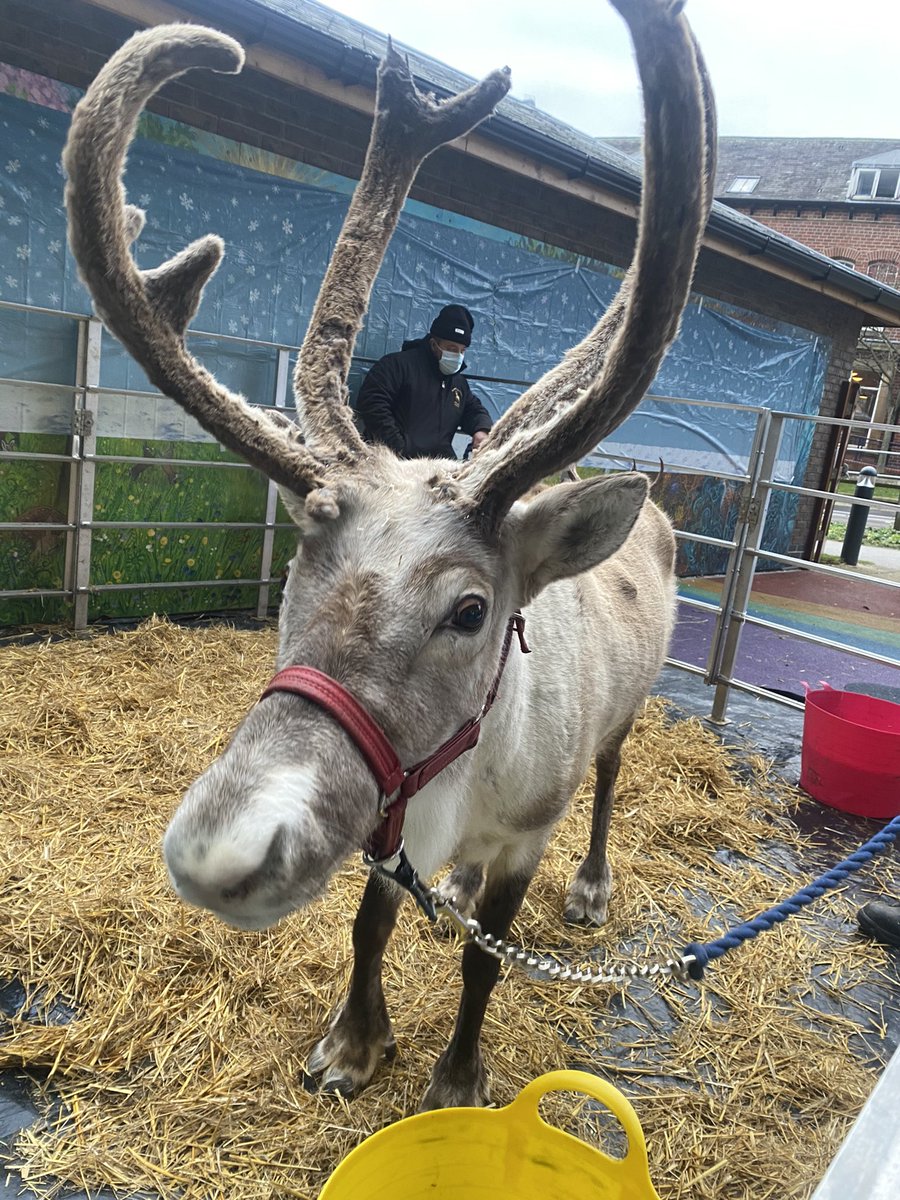 We were so lucky to be able to take some of our incredible patients to see Santa Claus and two of his reindeers this week! We had lots of fun petting their fluffy fur &amp; using our fine motor skills 🎄❄️ #ot <a href="/LTHTChildrensOT/">Leeds Children’s Hospital Occupational Therapy</a>