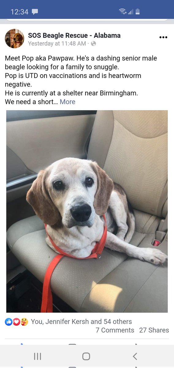 BusyChasingNick's tweet image. Meet our newest foster! Pop. Just in time for a Christmas Freedom Ride.