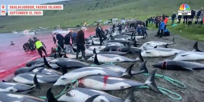 Th3_Seawolf's tweet photo. #faroeislands Recent studies from the University of Hamburg have confirmed that dolphin blood if it remains in contact with human skin can lead to malignant tumors and render impotent
#Leirvík #Norðragøta #Saltangará #Sandavágur #Sandur #Strendur
It's time to stop the killing https://t.co/ZkVr51szhQ