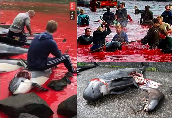 Th3_Seawolf's tweet photo. #faroeislands Recent studies from the University of Hamburg have confirmed that dolphin blood if it remains in contact with human skin can lead to malignant tumors and render impotent
#Leirvík #Norðragøta #Saltangará #Sandavágur #Sandur #Strendur
It's time to stop the killing https://t.co/ZkVr51szhQ