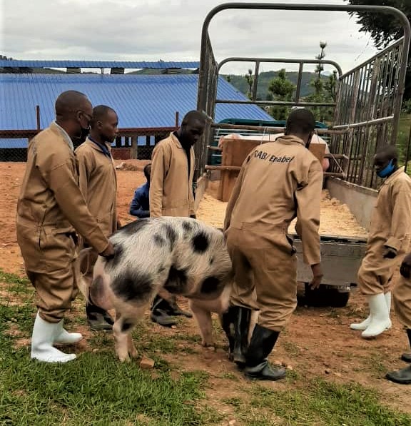RwandaAgriBoard's tweet photo. Mu rwego rwo kwegereza aborozi b'ingurube icyororo kivuguruye; uyu munsi, RAB ku bufatanye na @EnabelinRwanda , yashyikirije amasantere 4 isekurume 6 z’ingurube za kijyambere zizajya zifashishwa mu gutunganya intanga ziterwa ingurube mu gihe cy'ibangurira. Amasekurume... https://t.co/Ez5cb0DZEQ