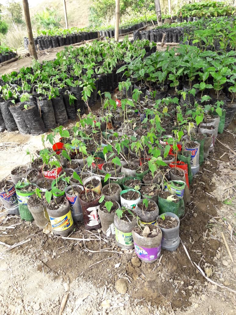 HaitiReforest's tweet photo. #SeedlingSunday
Starting to use plastic bottles easily found discarded on roadsides to plant seeds. Just cut off necks, fill with dirt. One hitch: mango seeds don't fit. But the rest do. https://t.co/FeAo5fh8M1