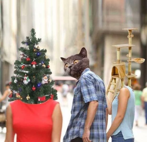 DealwithitFR's tweet photo. Quand t'as claqué 50€ dans un arbre à chat 🤣 https://t.co/vh8V7i5ETM
