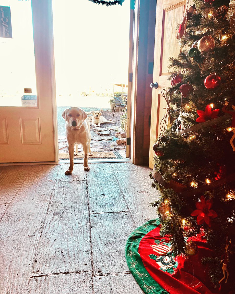 Did Santa come yet?? 🐶 #vineyardpuppies #cartecayvineyards #ellijayga #winery #georgiagrown #opengeorgiawine #ellijaywinecountry #winetasting #northgamountains #northgawine #cartecaywine