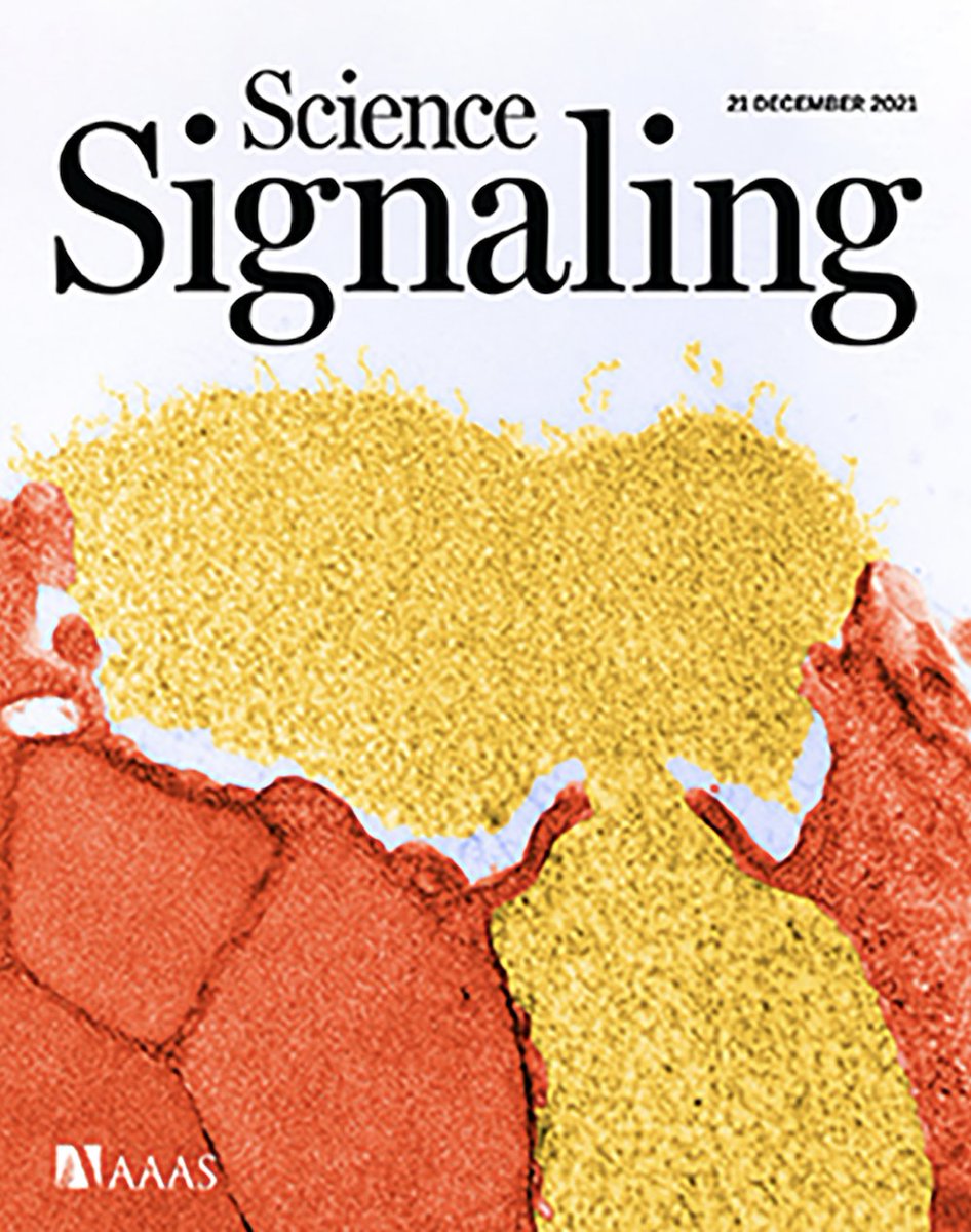 Don’t miss this week’s new issue of Science Signaling! A “master” cytokine coordinates how cells respond to DNA damage, how naïve T cells survive in the periphery, interrogating synaptic transmission in the mouse brain, and more! fcld.ly/tm6fgg7