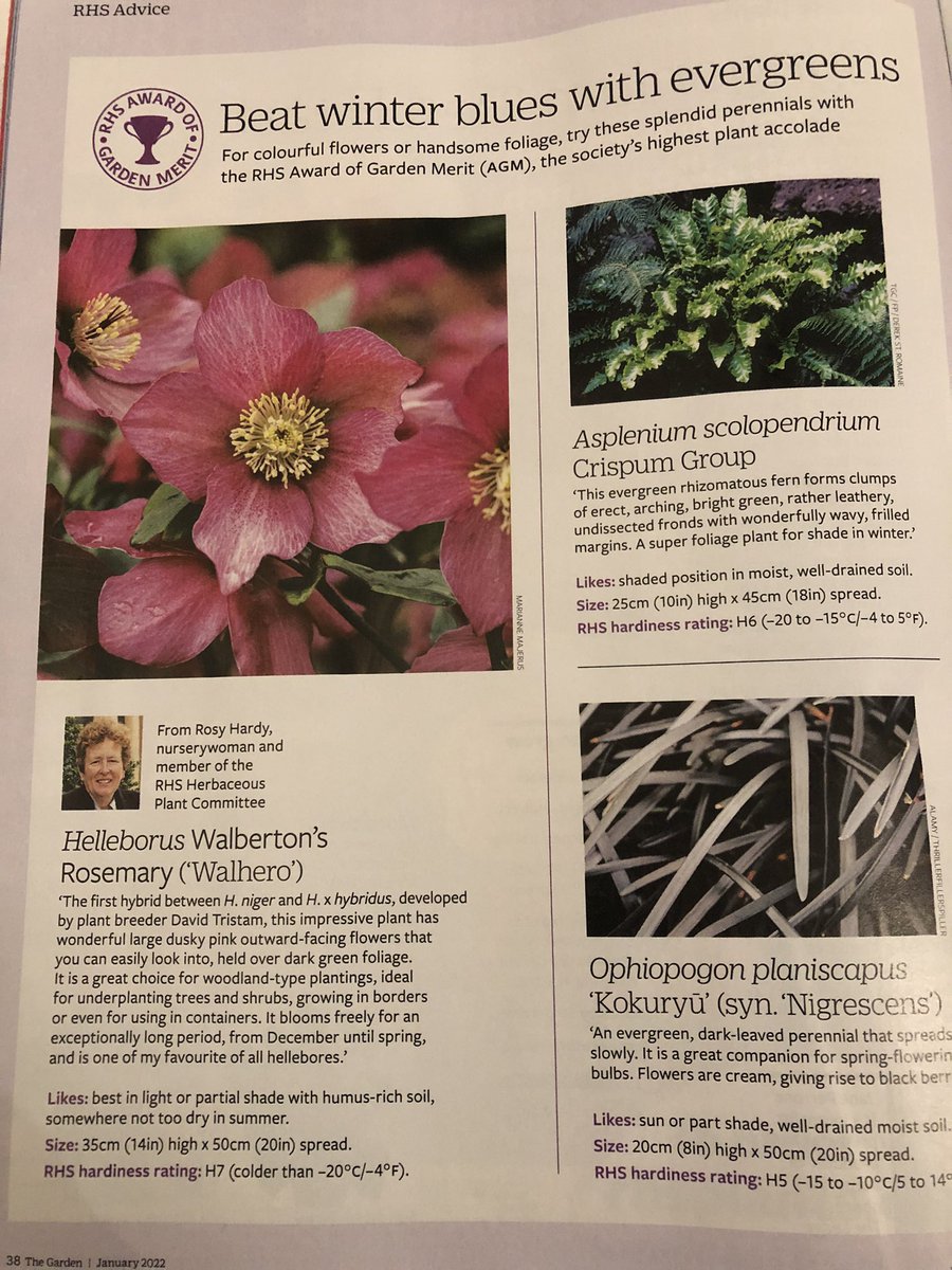 TristramPlants's tweet photo. Big Thanks to @Rosyhardy62 for the piece on Helleborus Walberton’s Rosemary in the January edition of The Garden magazine. It’s a fantastic garden plant and #ukbred and grown I n #sussex @Farplants @grahampfe https://t.co/kXI8SKINYo