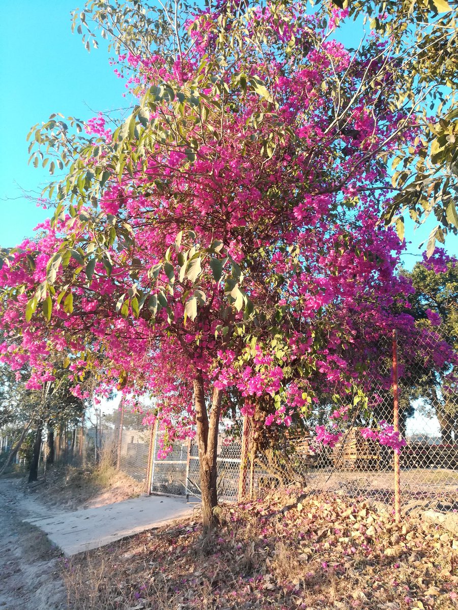 viajeras19's tweet photo. Árbol de Buganbilia en #Nayarit #Felizmartes #photography #PhotoOfTheDay #arbol #Viajeras19 https://t.co/DyJhs8ZmN4