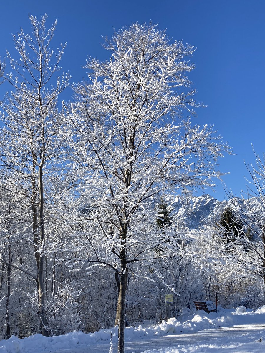 FranziMaetzel's tweet photo. Winter wonderland!!!!! #mountainlife #winter #bluesky #beautiful #nature #outside #outdoors #montafon #freezy #sun #meinmontafon #trees #mountains #snow #landscape #beautifulnature #cold #amazing #gorgeous #sunshine #noclouds #nofilter #winterwonderland #dreamy #stunning https://t.co/Pfyj0KsWLk