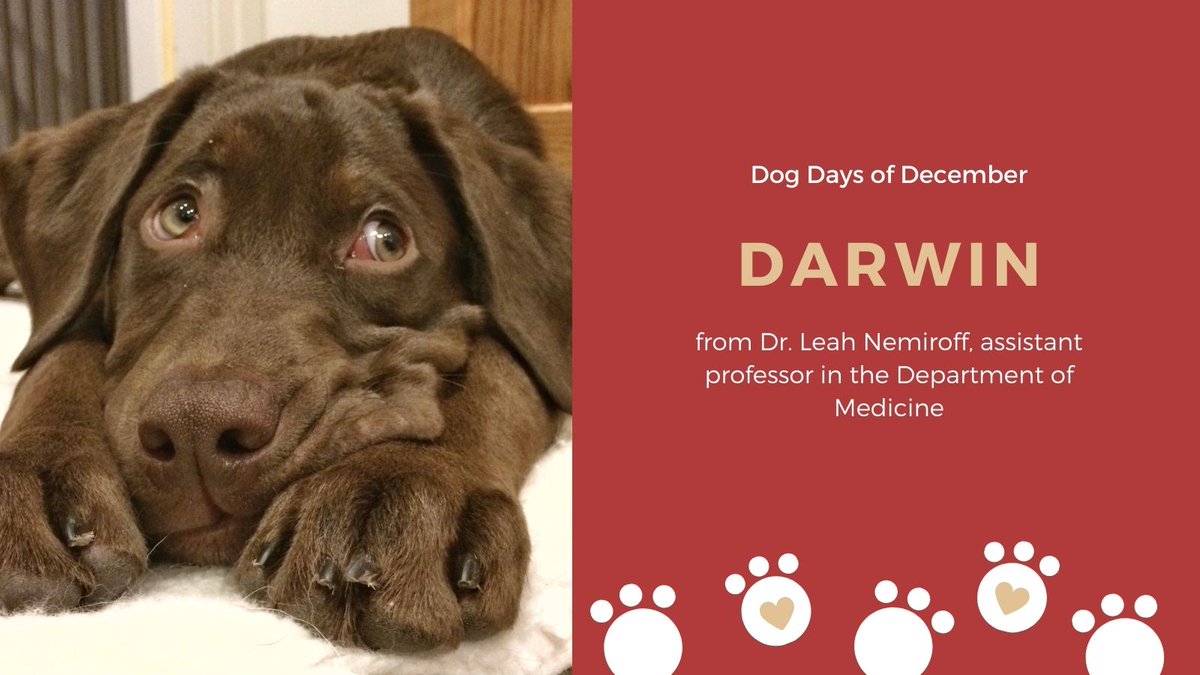 SEAMOKingston's tweet photo. #SEAMODogDaysofDecember Say hello to Darwin - just look at those eyes! He is a lab/chessie mix and belongs to Dr. Leah Nemiroff from the Division of Geriatric Medicine #dogs #dogsofTwitter #pups https://t.co/FZIQE2KDpZ
