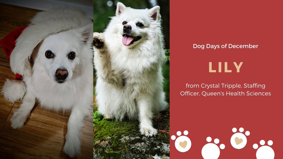 SEAMOKingston's tweet photo. #SEAMODogDaysofDecember Little Lily's got that #TuesdayFeeling today! Thanks to Crystal Tripple, staffing officer for QHS, for these photos! #dogs #dogsofTwitter #pups https://t.co/T7BlCAhNbz