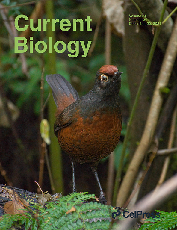jskelton_mudbug's tweet photo. Congrats to @CaiafaMarcos, @MAJusino and @TruffleSmithLAB  for authoring the cover article of Current Biology with their story about South American birds that eat and disperse  truffles!
https://t.co/U7SbqfJvz2 https://t.co/j5CNrQpy72