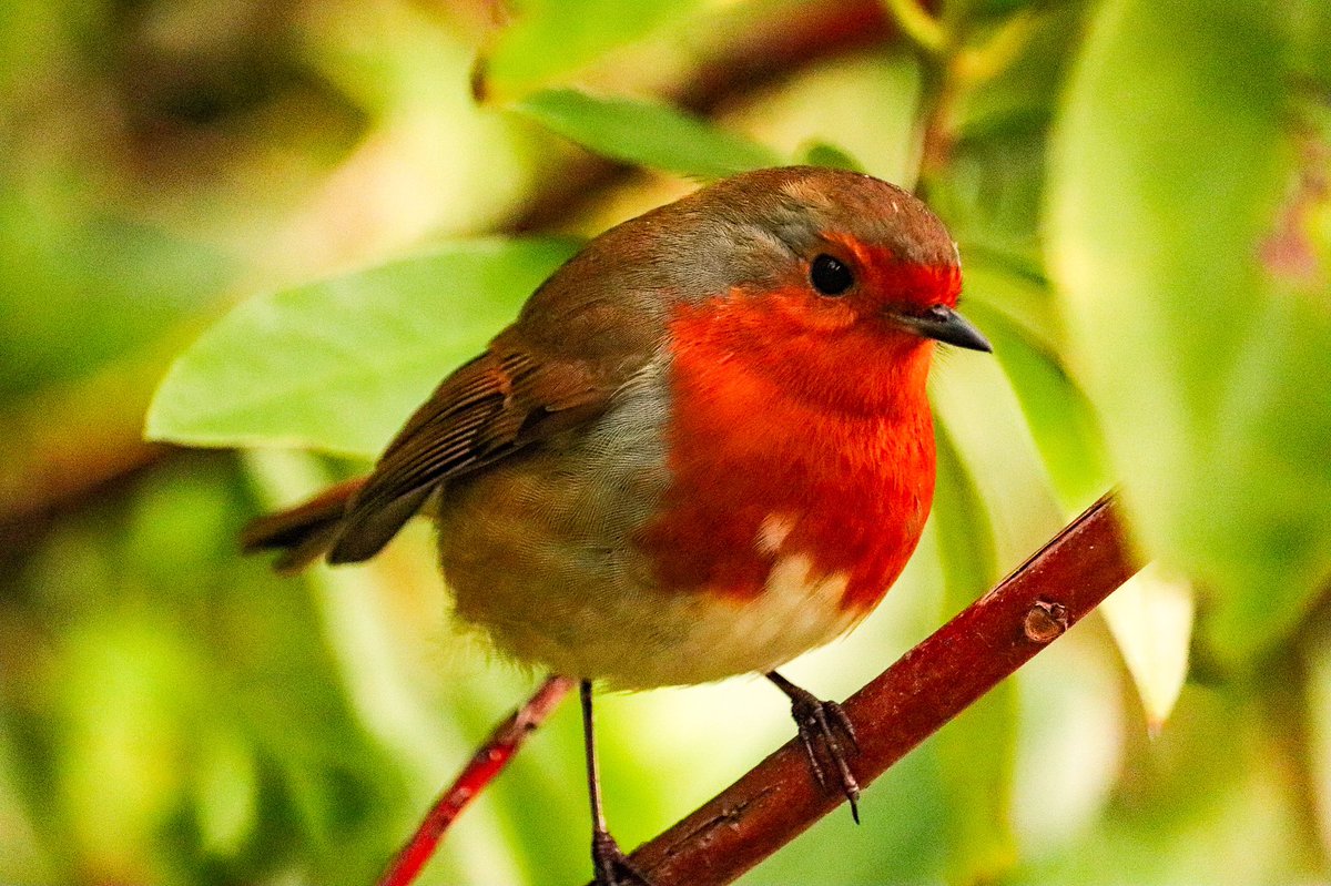 Emma_Meredith's tweet photo. As it’s #NationalRobinDay here’s my little contribution of a few feathered friends. https://t.co/Qiz35kGFHz