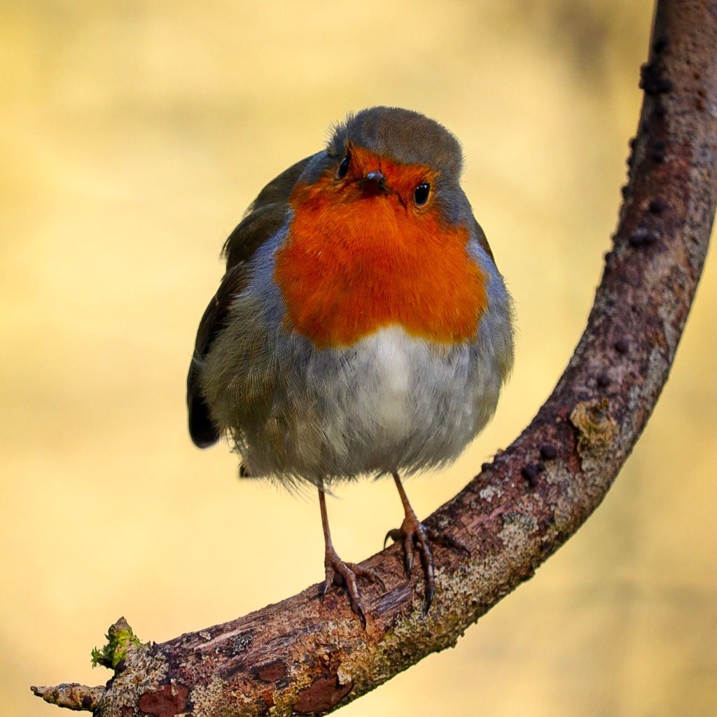 Emma_Meredith's tweet photo. As it’s #NationalRobinDay here’s my little contribution of a few feathered friends. https://t.co/Qiz35kGFHz