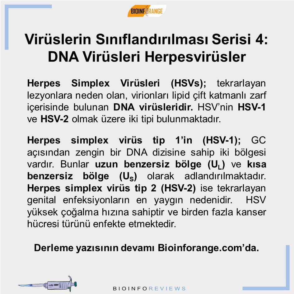 bioinforange's tweet photo. #herpessimplexvirüsleri #HSVs #dnavirüsleri #virüsler #genitalenfeksiyon #bilimlekalalım https://t.co/jBFjjksXHb