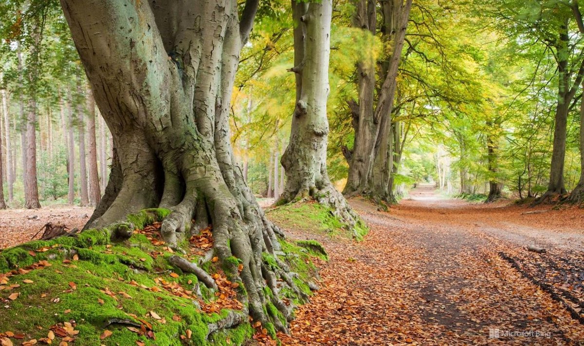 SatwantBee's tweet photo. Some more #BeautifulBingPics for #wellbeing and appreciation: https://t.co/5bwneOUr5v