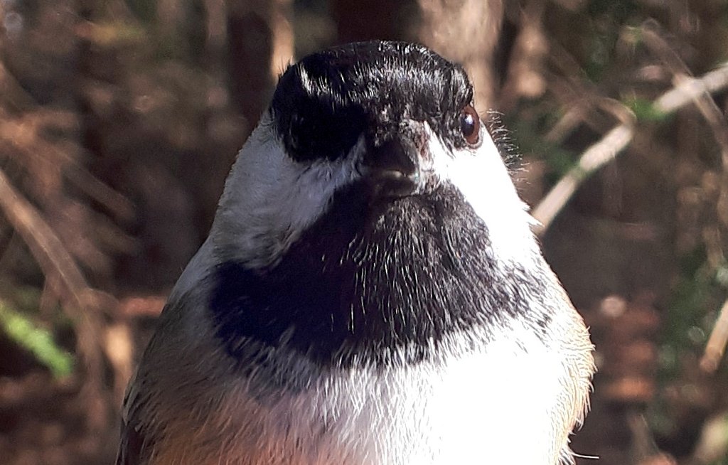 NNS_NatureNS's tweet photo. When you go check on your feeder, get distracted by a rarity, and forget the cookies in the oven #projectfeederwatch #birdingproblems https://t.co/cShtn9sHS2