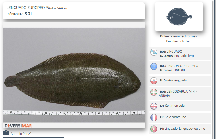 MERVEXgroup_IEO's tweet photo. Common sole is a highly valued species in the market, yet we know very little about its abundance and distribution. In this study we analyse which are the areas where this species is most abundant and its temporal persistence 👇
https://t.co/7uGFJcYIJd
#IMPRESSpaper https://t.co/4EhNkkqF0T