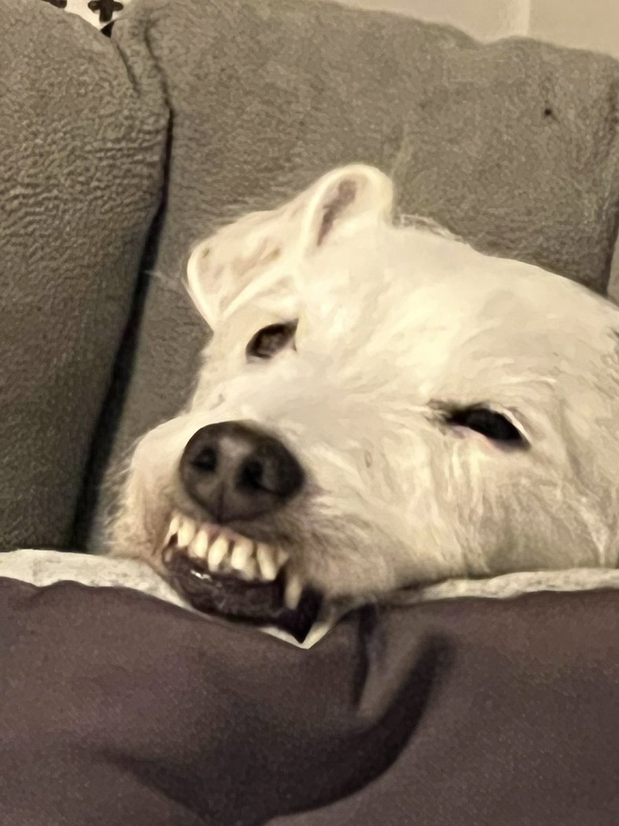 PodLegged's tweet photo. Nothing to see here, just pod waking up after a deep sleep 😴 🐶😂. #DogsofTwittter #AdoptDontShop #pod https://t.co/Aiakq4snCv