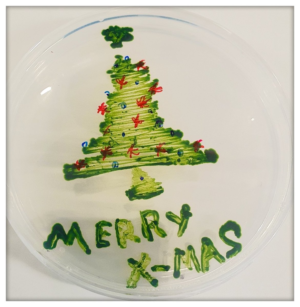 algae_gal's tweet photo. Here is a little Chlorella sorokiniana,
I hope it will spread nothing but warmth and cheer.
Merry Christmas to you and your loved ones;
let's rejoice all that was good this year. 

#algae #chlorella #greenchristmas #microalgae #microalgaeplate #chlorellasorokiniana https://t.co/r8zdalCGKc