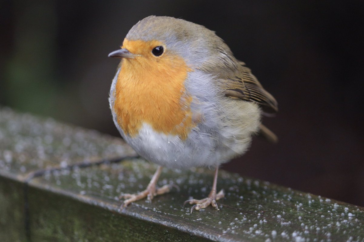 Joe_slow's tweet photo. A tweet for #NationalRobinDay https://t.co/V2jOF9rwi6