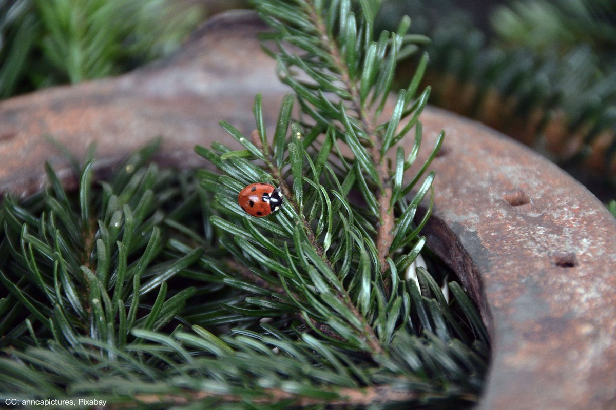 InsectRespect's tweet photo. Habt Ihr #Vorsätze für's neue Jahr, die Insekten betreffen? Welche sind das?
Und was sind Eure Neujahrswünsche für #Insekten?
Schreibt's in die Kommentare, wir sind neugierig!
#Marienkäfer https://t.co/dyCC8jPYAj