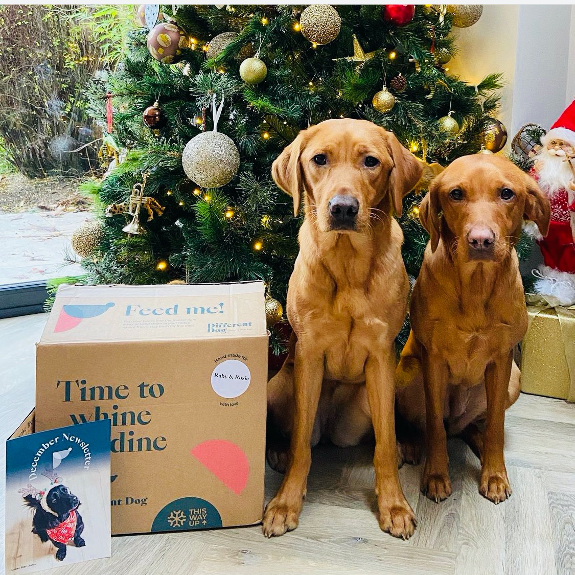 _differentdog's tweet image. Two angels under the tree 😍🎄🧑‍🎄