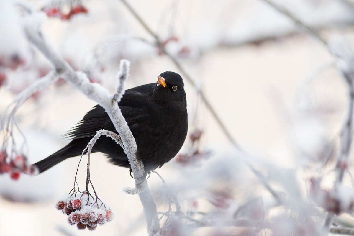 Give a gift to the visitors to your garden this winter by putting out energy-filled food to help them through the cold months and leave your garden to grow wild to provide shelter.

Follow RSPB <a href="/Natures_Voice/">RSPB</a> for more tips on the best ways to care for your garden wildlife💚