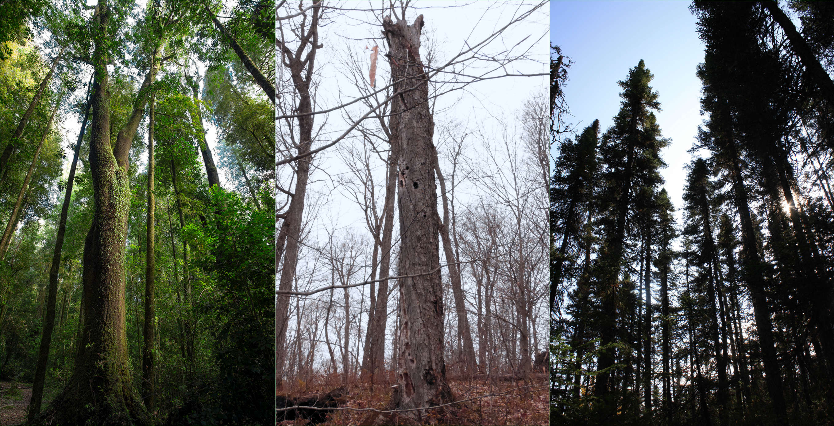 Swissforestlab Swissforestlab Twitter