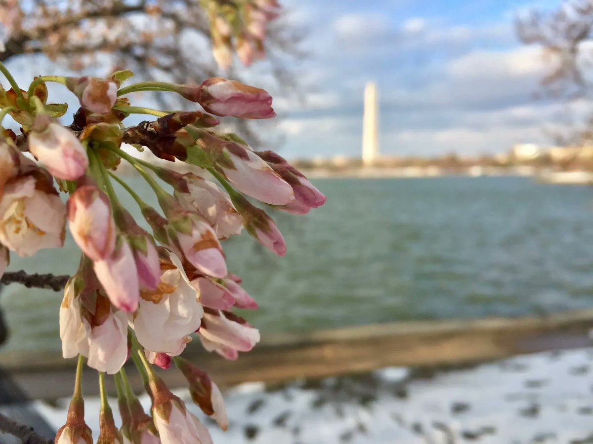 CherryBlossFest's tweet photo. Happy #FirstDayOfWinter ❄️
10:58 AM is officially the winter solstice &amp; the shortest day of the year brings the promise of more daylight ahead. 🌙 🌞 😎
Only ONE season away from cherry blossoms!🌸🌸🌸
Thanks to @Conthescene for the snowy 📷 from March 2017!

#RediscoverSpring https://t.co/I4PIEECmCv