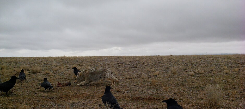 wildlifesociety's tweet photo. Scavengers reduce the risk of #brucellosis by eating the aborted fetuses infected with the disease. Greater tolerance for scavengers like #coyotes and #birds of prey could help managers reduce transmission of the disease between infected elk and cattle. https://t.co/4hYkFLA3pj https://t.co/CqjTFk3znT