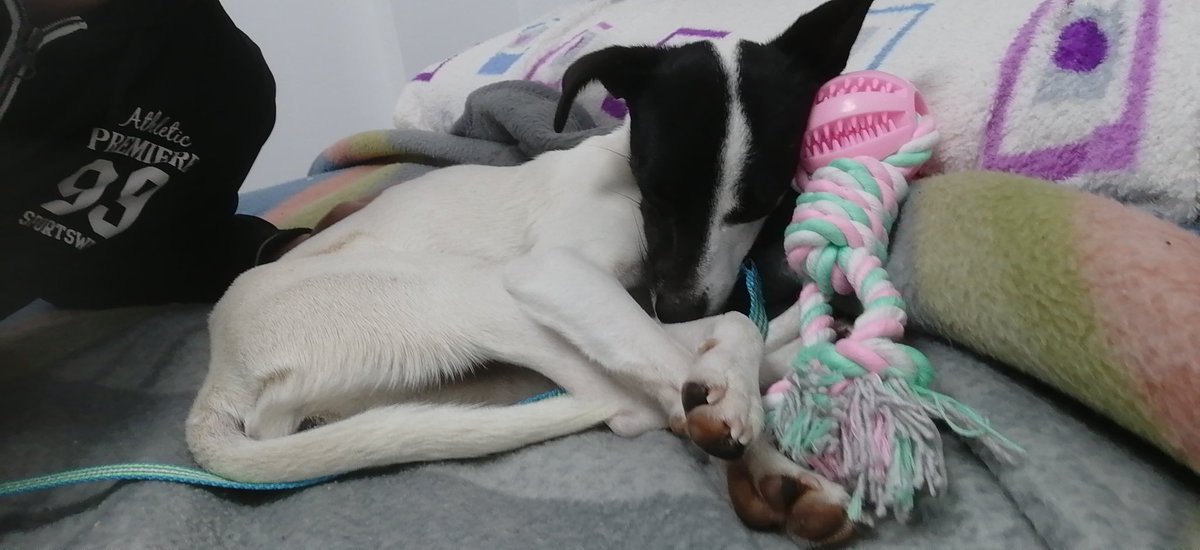 aromerocintas10's tweet photo. A penas dos días ha sido suficiente para que dejes un vacío muy grande.
La nobleza de los animales no tiene límites.
Seguiré al corriente de tu estado, un hasta luego sin duda, de lo más difícil. ❤️😢🐕 #UnaSegundaVidaTeEspera #Queca https://t.co/Gw9SdDNcvb