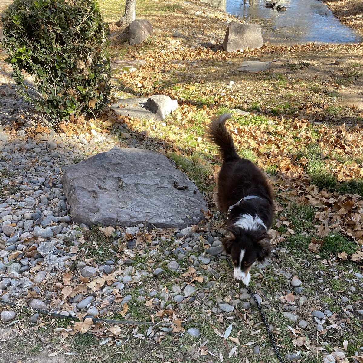 StayGoldErika's tweet photo. dog just pooped on rock 💩 https://t.co/xASy81gJsM