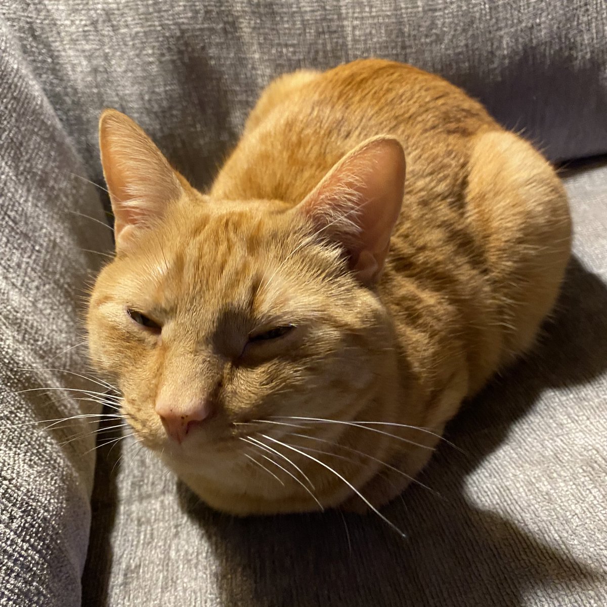 pizzastevecat's tweet photo. Rotisserrery chiecken https://t.co/xLA72aE2lQ