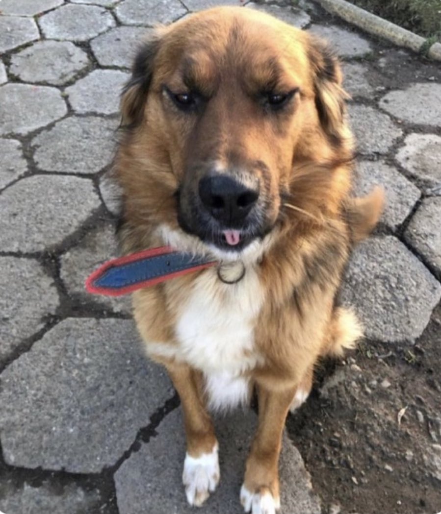 DaniloLaraC's tweet photo. Soy Brownie de la casa Boric,Rey de los perros mestizos, protector de la Región de Magallanes, guardián de Tierra del 🔥, líder de los quiltros y de los primeros caninos, señor de las 16 regiones y primer perro de la República🇨🇱 que es el cargo que tengo por elección popular🐕🌳 https://t.co/0mVCtw5ztm