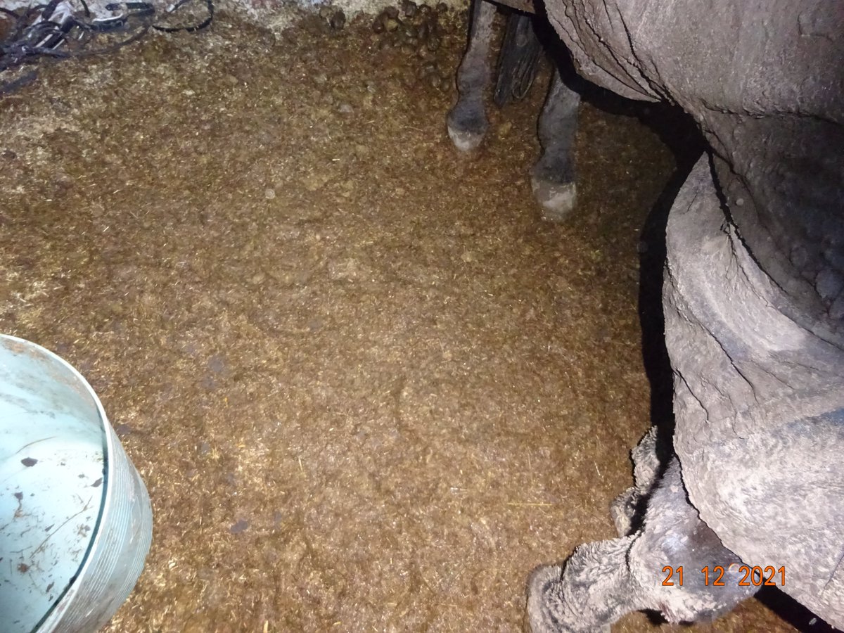 Bas_LID's tweet photo. Vandaag inzake bestuursdwang herstelmaatregelen laten uitvoeren. Paarden in smerige stal en tevens zonder water. Stallen uit laten mesten en paarden van water voorzien. @rvo_nederland, #dierenwelzijn, #lid https://t.co/cMRsxbx0Td