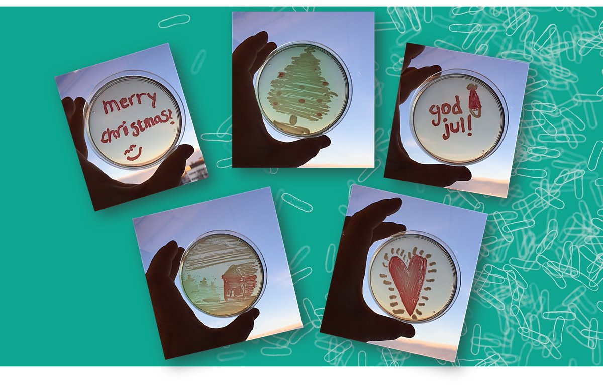 Gradientech's tweet image. Preparing for #Xmas in the #Gradientech microbiology lab... but our #QuickMIC AST system is used to Challenging strains! 🎅
#antimicrobialresistance #sepsis #innovation #precisionmedicine