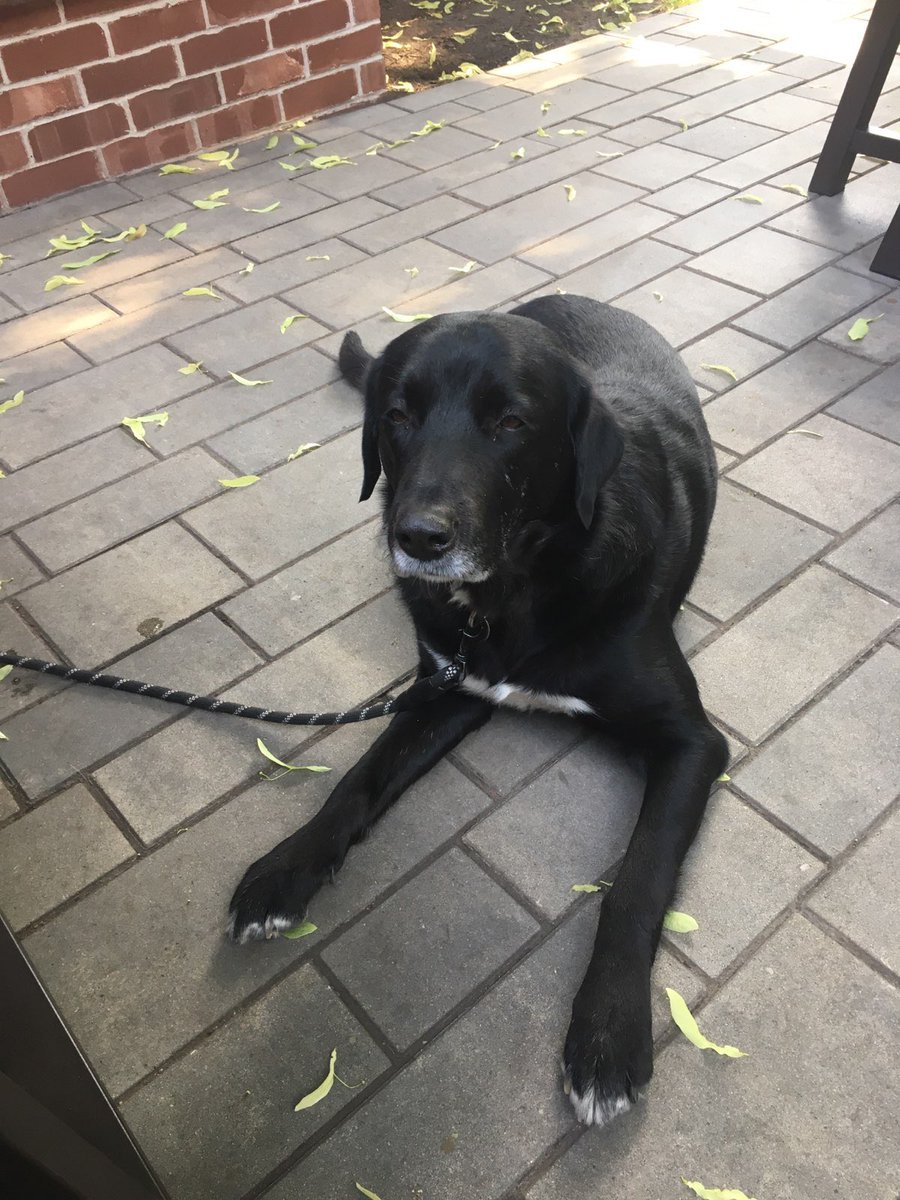 TomWhite_S's tweet photo. @FuturesBen_TDAN Good effort…but #MurphyDog may have a leg up! https://t.co/8Mawf1uQEU