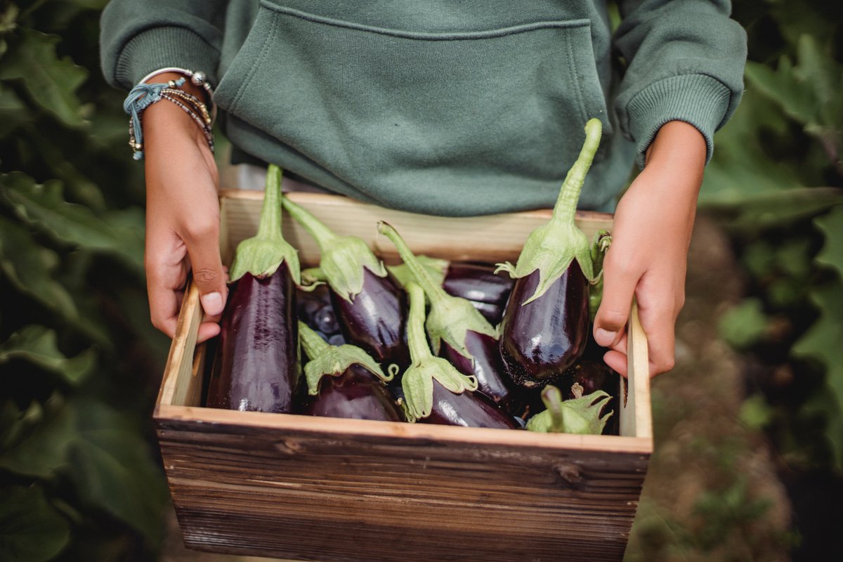 AgricultureDE's tweet photo. Try our Grilled Eggplant with Microgreens recipe if you're tired of turkey, green beans, and mashed potatoes. This zesty side dish is everything you didn't know you needed for dinner. 🍽https://t.co/a3d1IcF2Mt

#delawaregrown #eggplant https://t.co/XFx3wkoqVo