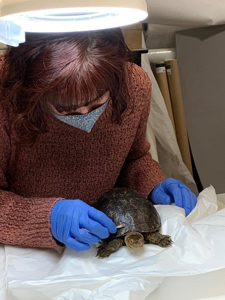 BristowHana's tweet photo. My next patient (or should I say victim?) ๐ Can you guess his name? Itโs not that hard! I do believe heโs smiling ๐#naturalhistoryconservation #museumspecimens #conservator #turtle #taxidermy @ZoologyMuseum @CamUnivMuseums https://t.co/2QFL5RTMSO