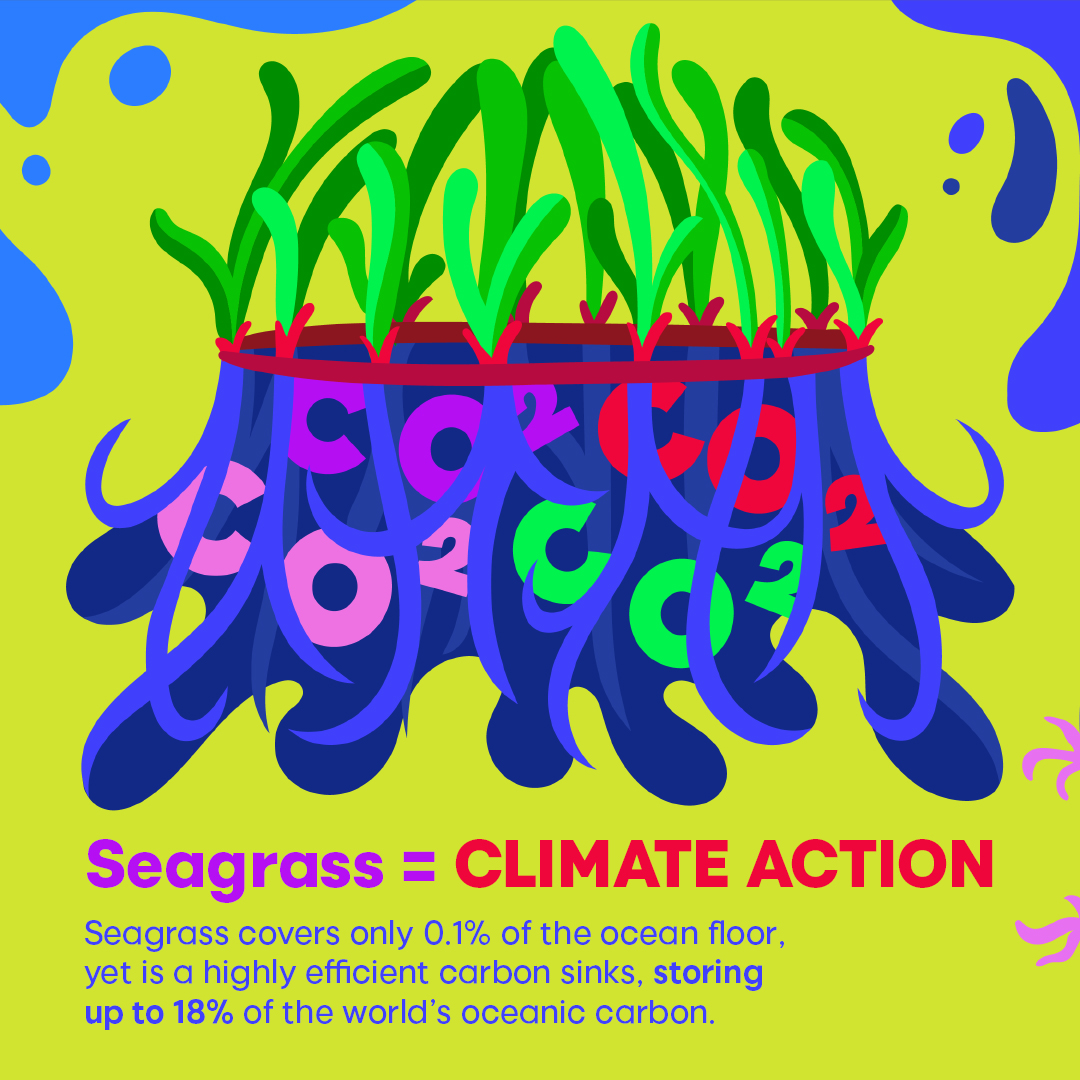 Discover the 7 things everyone should know about #seagrass. Thing #2️⃣ to know 👇. Discover the new creative toolkit for raising awareness – developed for the #OceanDecade 👉 theoceanagency.org/toolkits/seagr…

🧑‍🎨@nelprushaper