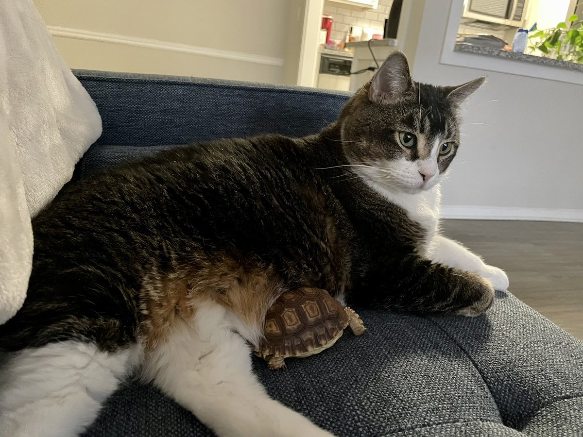 lasvegasloopy's tweet photo. My two true loves ❤️ #CatsOfTwitter #tortoiselife https://t.co/kHhUValgcx