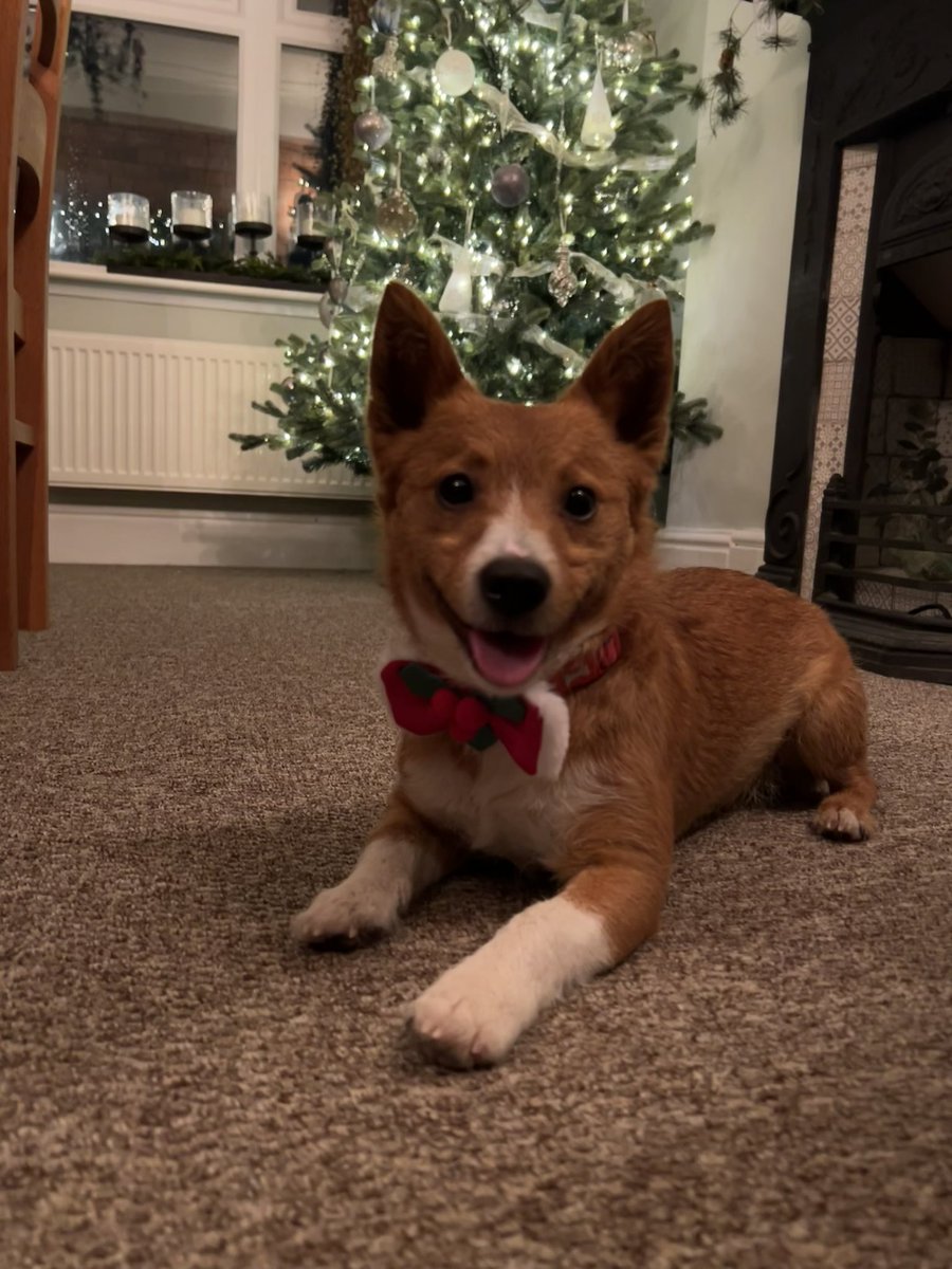 elisemcdade's tweet photo. @GraemeDogfather Christmas #tongueouttuesday https://t.co/5dpdOp0uR3