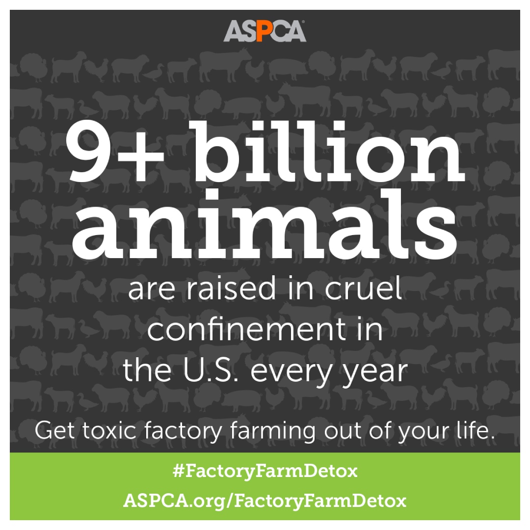 Support humane farming with AGN Roots Grassfed Whey, the only whey protein on the #ASPCA  "Shop with Your Heart" Certified Brand List!⁠ Visit ASPCA.org to learn how you can "Join the Detox"⁠ #factoryfarmingdetox secure.aspca.org/take-action/de…