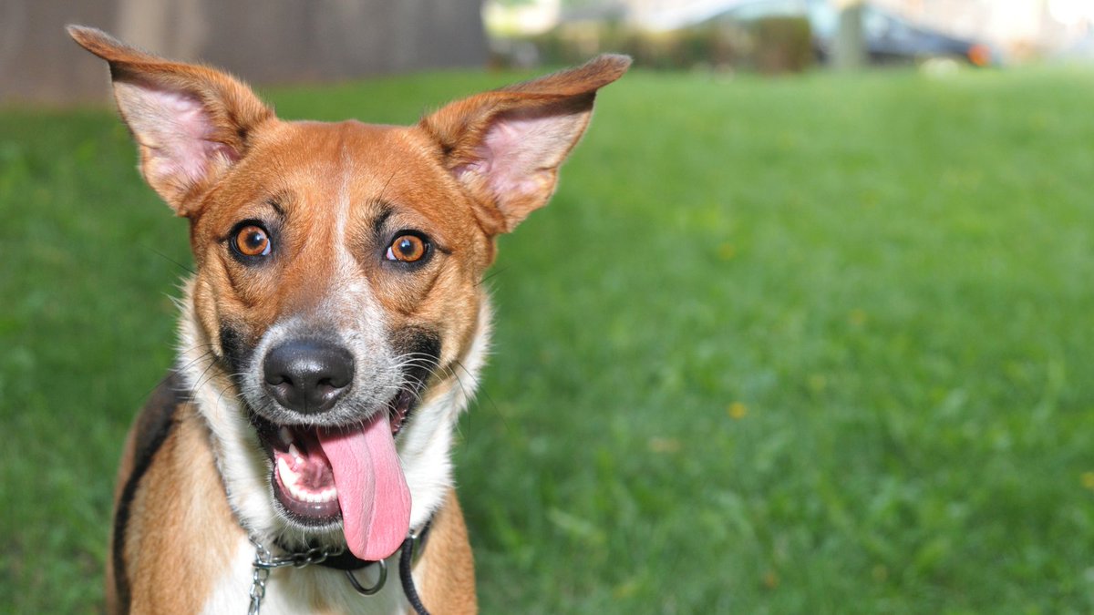 BuddyVpets's tweet photo. Happy Tongues out Tuesday!
This may also be how you're feeling about the fact that Christmas is in just a few days. Just take a deep breath and pet your dog.
#HTOT #happytonguesouttuesday #buddyvpets #sillydog #christmasiscoming https://t.co/RhZjxLs1L7